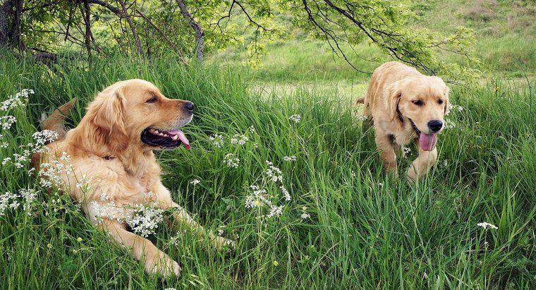 Golden Retriever'lar İyi Köpekler midir?