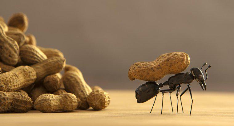 Karıncalardan Kurtulmanın En İyi Yolu Nedir?