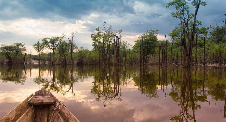 Amazon Yağmur Ormanlarını Neden Kurtarmalıyız?
