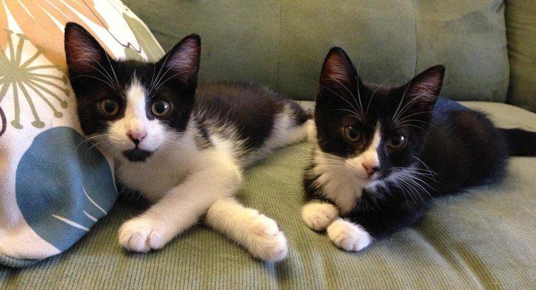 İkiz Kedi İsimleri Nelerdir?