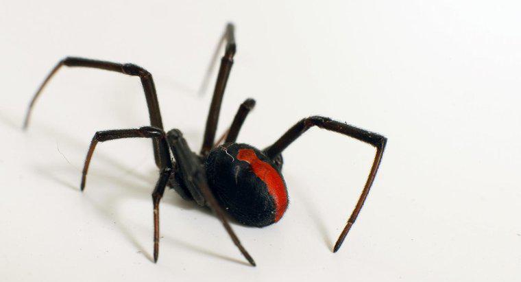 Kara Dul Örümceğin Bazı Gerçekleri Nelerdir?