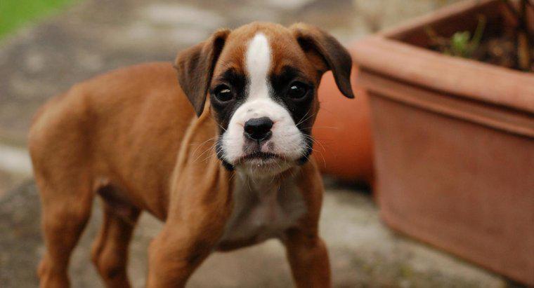 Safkan Boxer Puppies Bazı Özellikleri nelerdir?