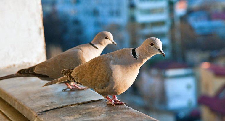 Bir Grup Güvercin Nedir?