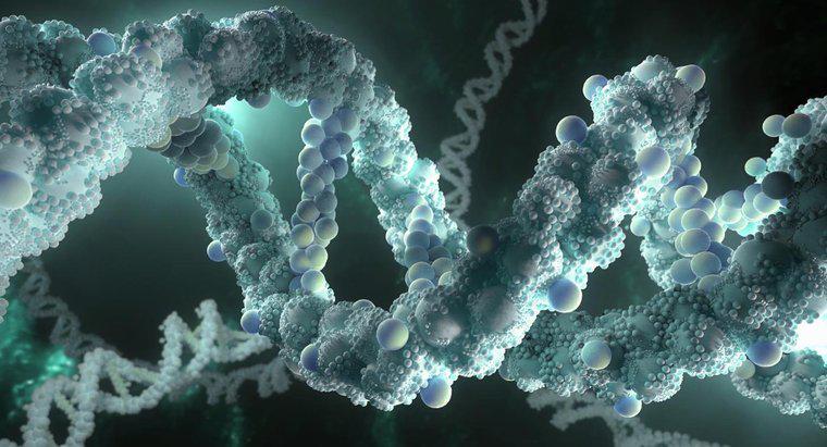DNA ne anlama geliyor?