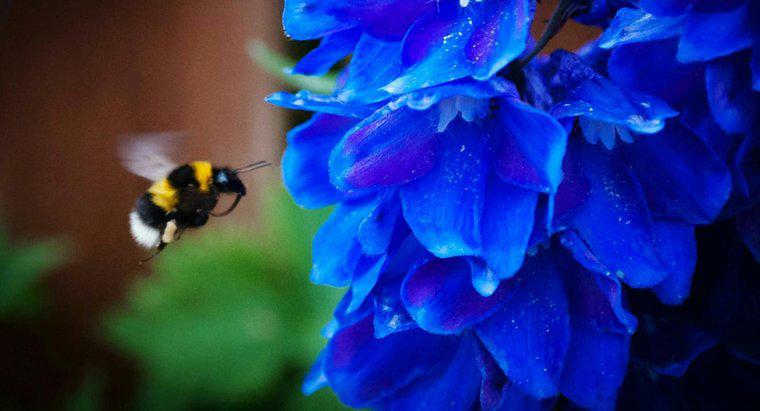 Bahçenizdeki Bombus Arılarından Nasıl Kurtulursunuz?