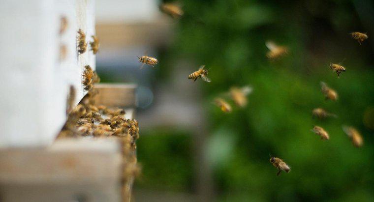 Toprağa Yerleşen Arılardan Nasıl Kurtulursunuz?
