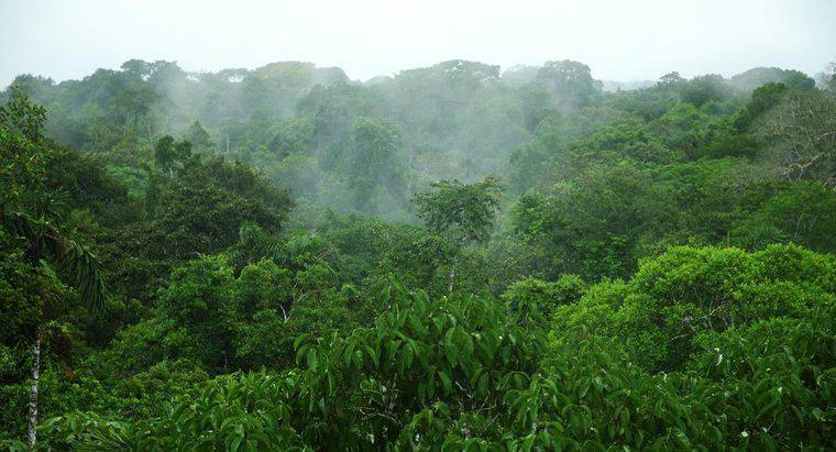Amazon Yağmur Ormanlarında Ortalama Yağış Nedir?