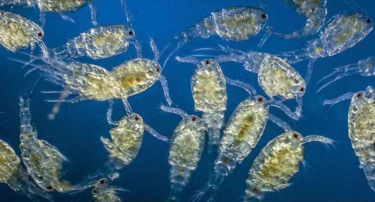 Plankton Ekosistemde Hangi Rolleri Oynar?