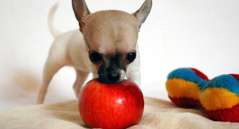 Köpekler Elma Yiyebilir mi?