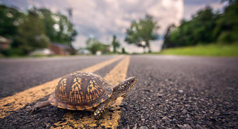 Kaplumbağalar kendilerini çevirebilir mi?