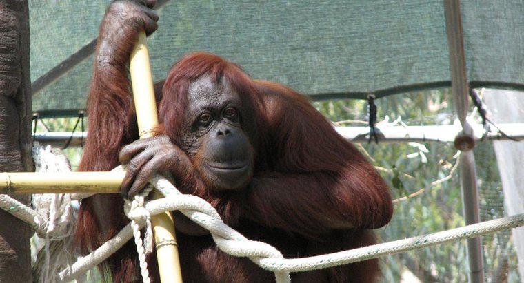 Orangutanlar Ne Kadar Yaşar?