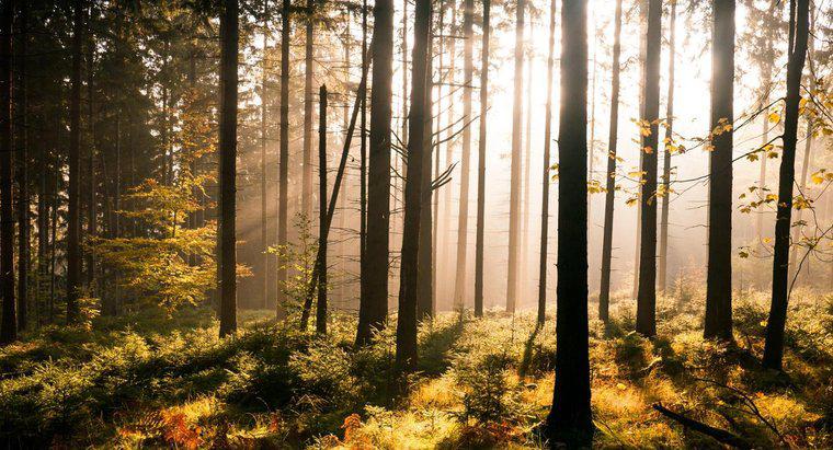 Orman ve Ağaç Arasındaki Fark Nedir?