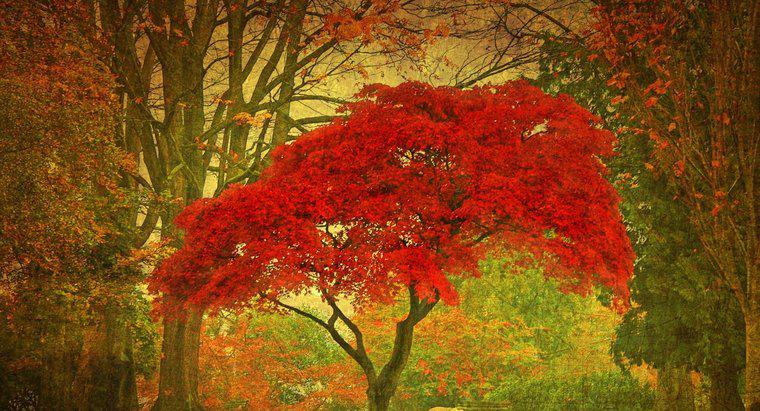 Red Maple Tree Nasıl Dikersin?