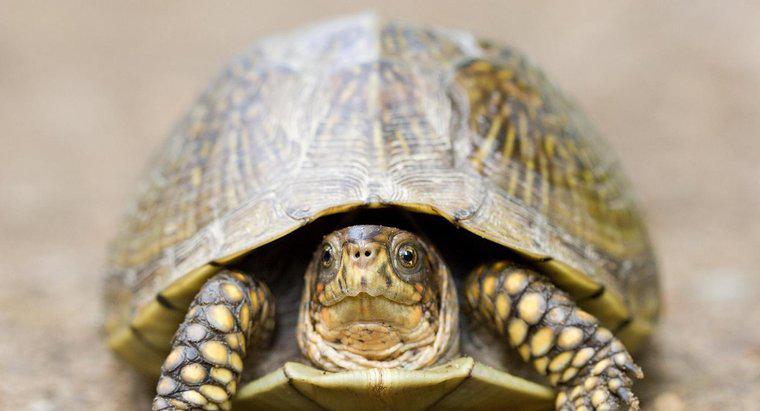 Üç parmaklı bir kaplumbağa nedir?
