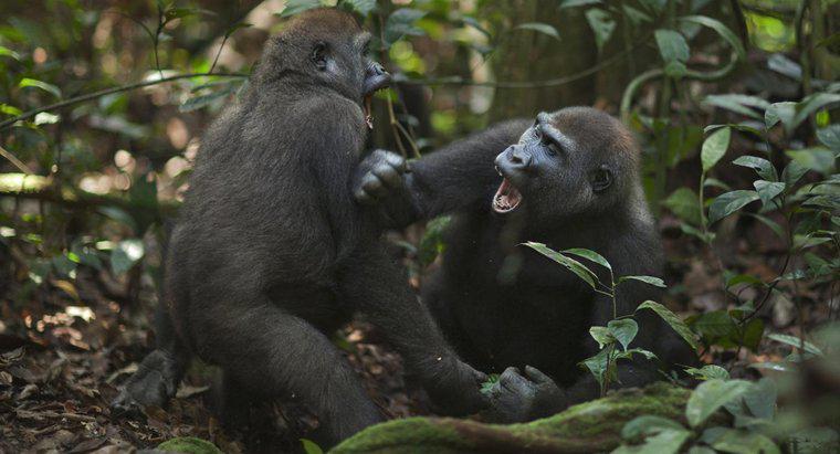 Goriller Nasıl Saldırır?