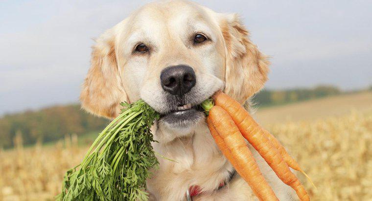 Köpekler çiğ havuç yiyebilir mi?