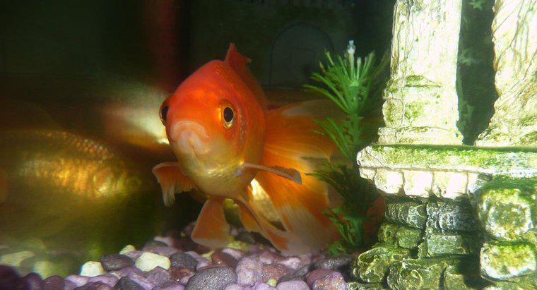 Goldfish Neden Saklanıyor?