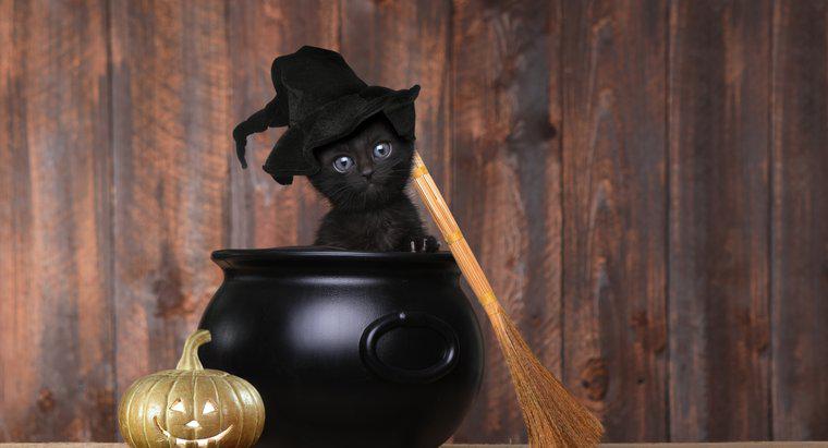 Kara Kediler Neden Cadılar Bayramı Sembolüdür?