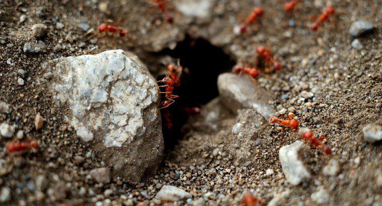 Bahçemdeki Kırmızı Karıncalardan Nasıl Kurtulurum?