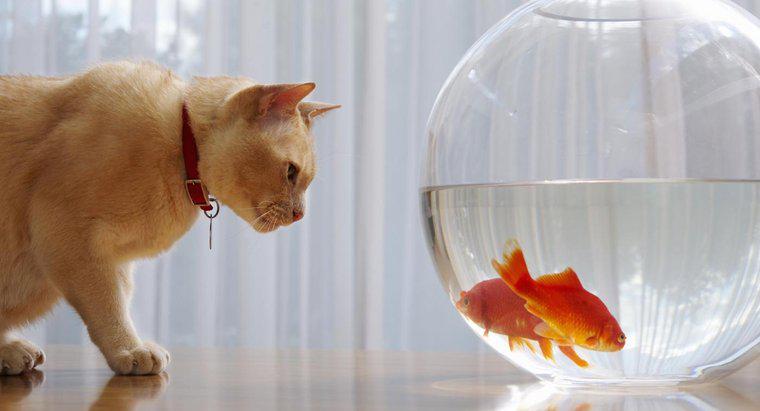 Goldfish Neden Tankın Altına Batar?