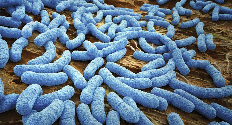 Bakteriler nasıl nefes alır?