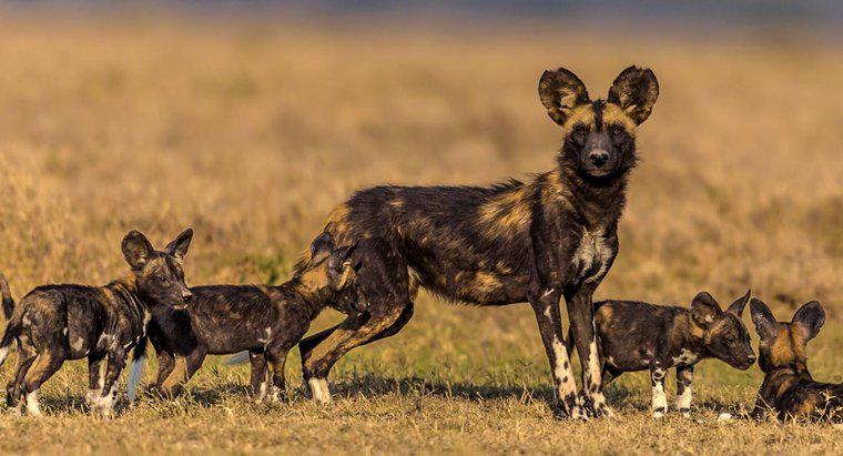 Afrika Vahşi Köpekleri Ne Yiyor?