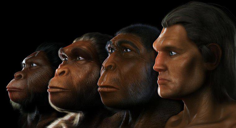 Australopithecus nerede yaşıyordu?