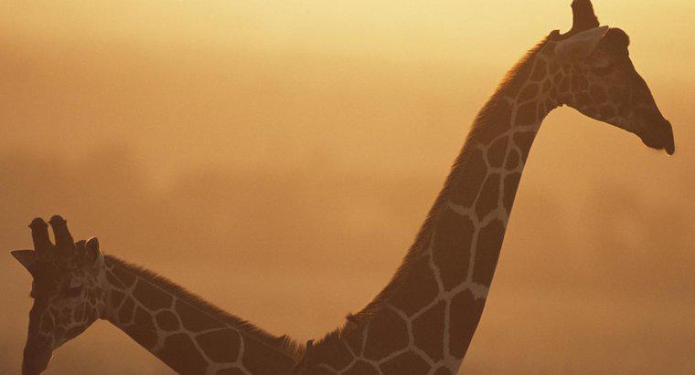 Bir Zürafanın Ortalama Ağırlığı Nedir?