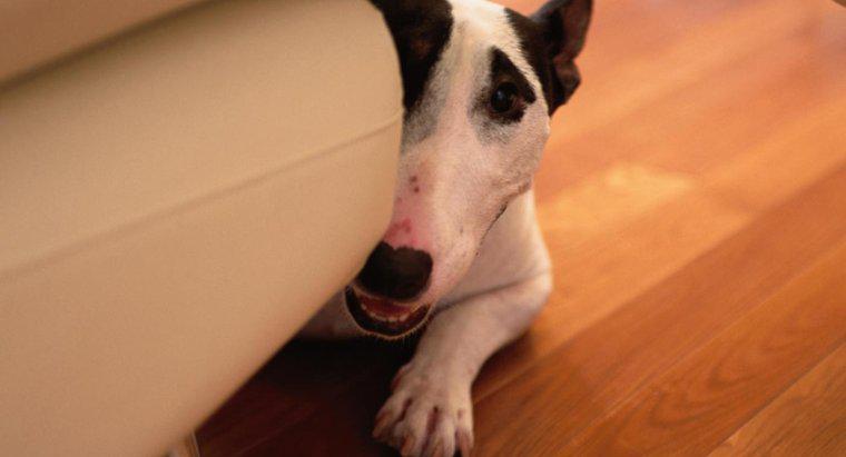 Bull Terrier köpek yavrusu büyüklüğü nedir?