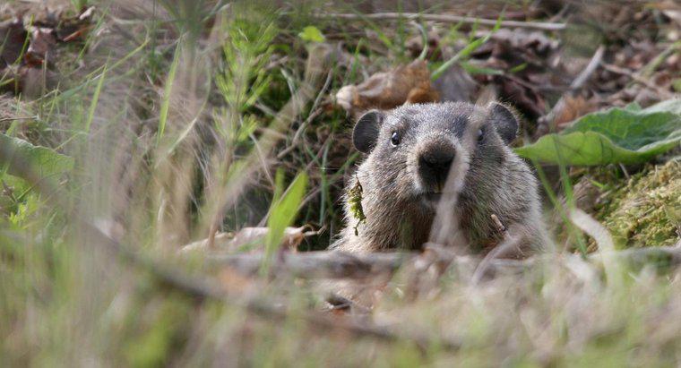 Bir Groundhog ve Woodchuck Arasındaki Fark Nedir?