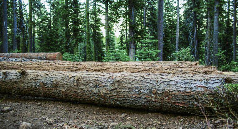 Ormansızlaşmanın Çevresel Etkileri Nelerdir?