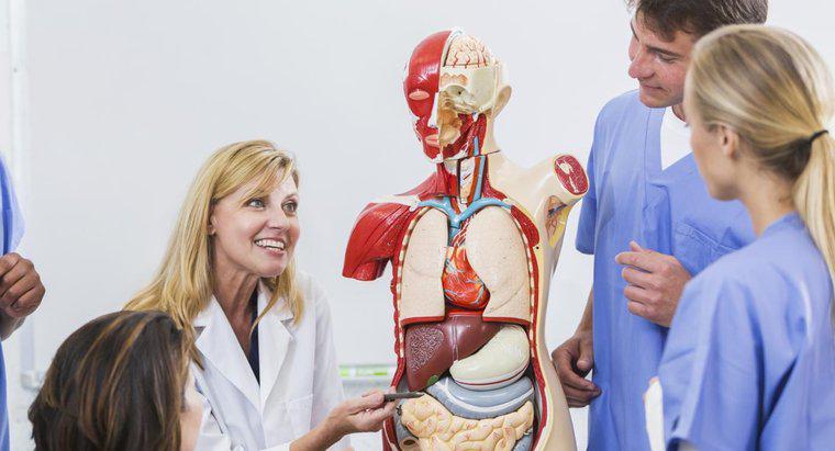 İnsan Vücudunda Solunum Organları Nerede?