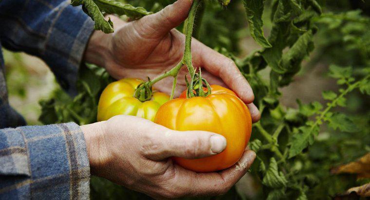 Bazı domates yetiştirme ipuçları nelerdir?