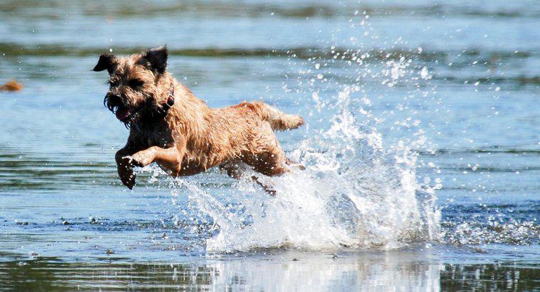 Tel Saçlı Terrier Çeşitleri Nelerdir?