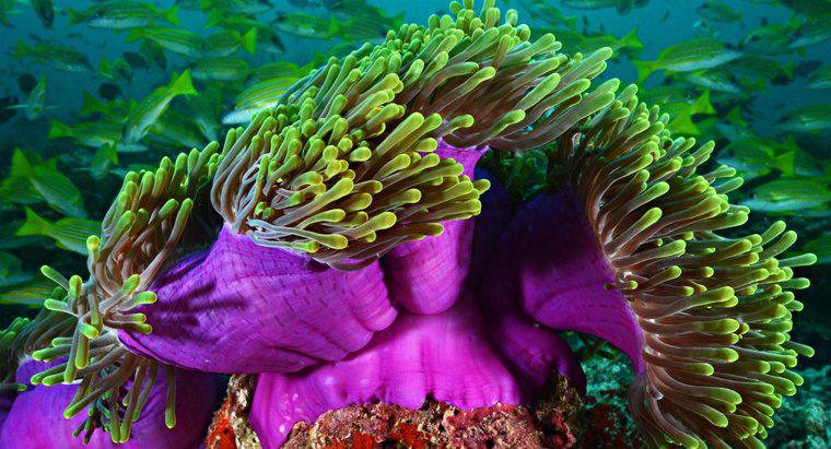 Deniz Anemonu Hangi Üreme Biçimlerini Kullanıyor?