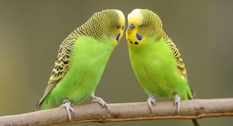 Parakeet'in Erkek mi Kız mı Olduğunu Nasıl Anlarım