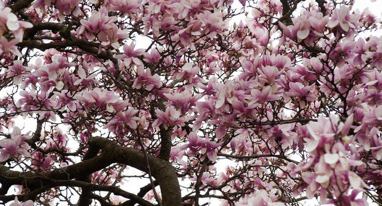 Manolya Ağaçlarının Çiçek Açmasını Ne Engeller?