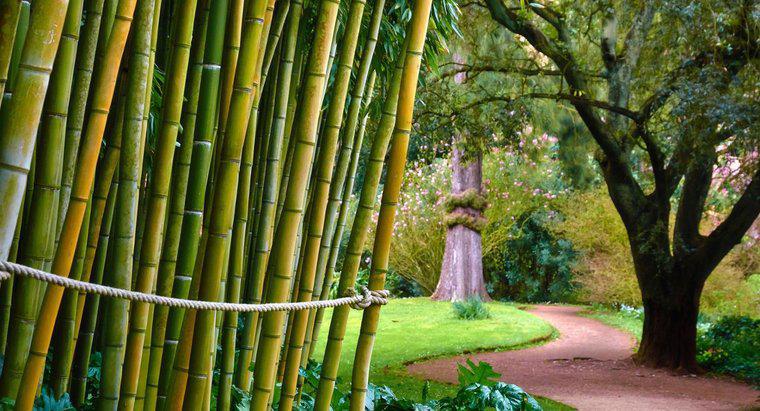 Bambu İnsanlara Zehirli midir?