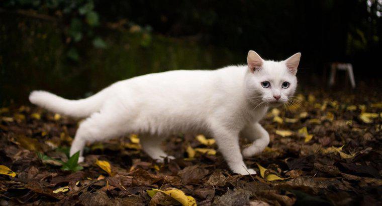 Beyaz Bir Kedi Neyi sembolize eder?