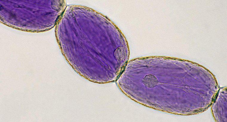 Bitki Hücrelerinde Büyük Merkezi Vacuole Fonksiyonu Nedir?