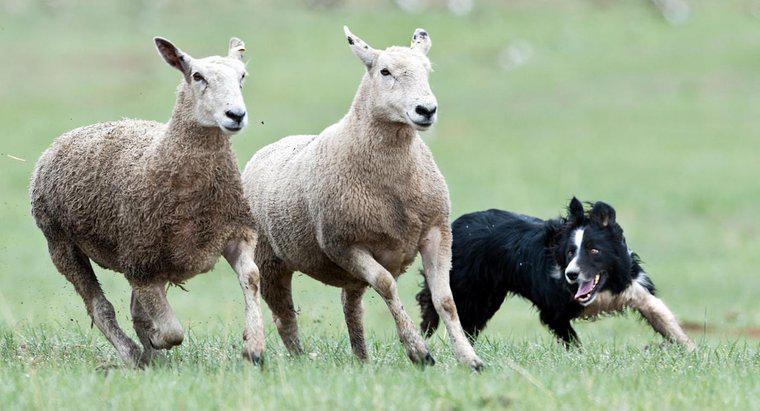 Çoban Köpeğinin Farklı Irkları Nelerdir?