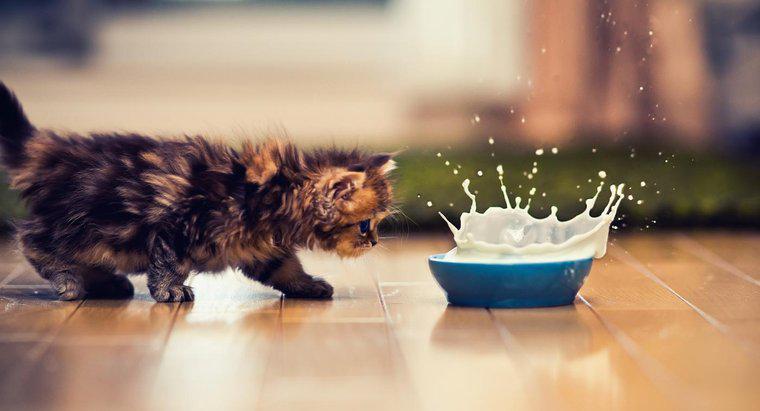 Kedilerin Süt İçmesi Neden Kötü?