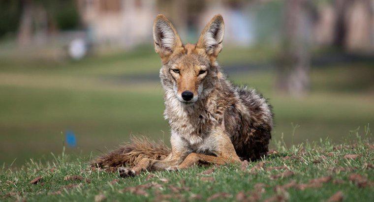 Hangi Hayvan Coyotes Yiyor?