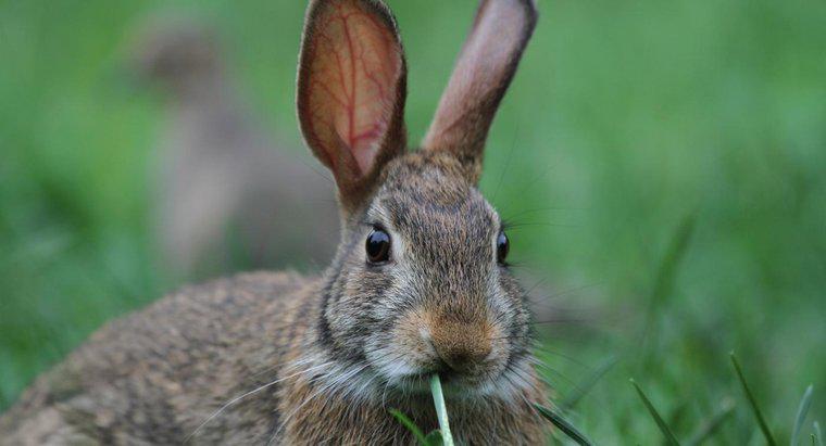 Bir Tavşan Ne Ses Verir?