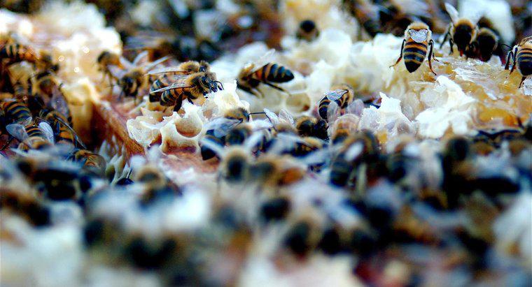 Arılar Nasıl İletişim Kuruyor?