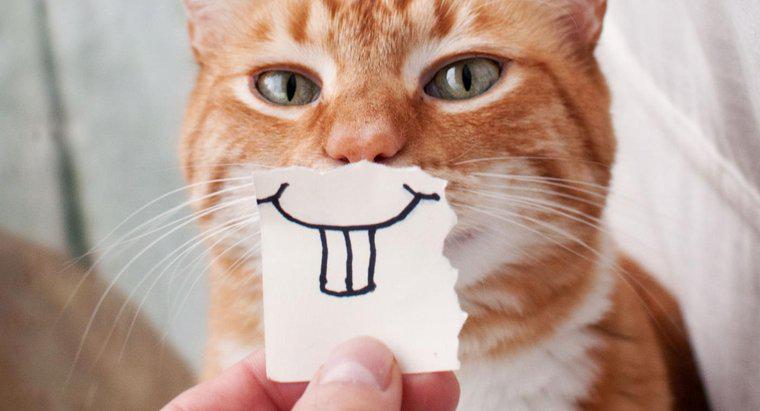 Kediler Gülümseyebilir mi?