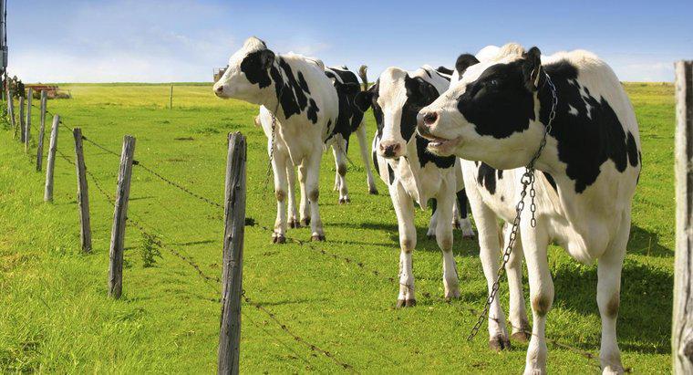 Holstein İnekine Ne Kadar Süt Verir?
