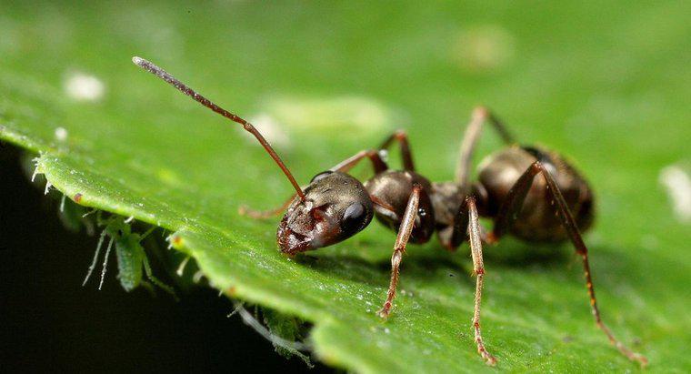Tarçın Karıncaları Öldürür mü?