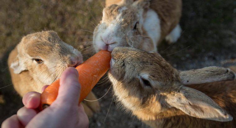 Erkek ve Dişi Tavşanlar Beraber Yaşar mı?