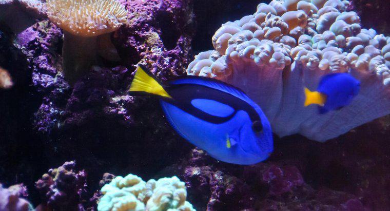 Nemo'yu Bulmaktan Ne Tür Bir Balık Var?